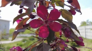 Kırmızı elma ağacı. Kırmızı elma çiçekleri. kırmızı bir elma ağacının dalları ve çiçekleri. Bahçedeki kırmızı yapraklı elma ağacının sulu kırmızı çiçekleri. Dekoratif bir uygulamanın dalında tomurcuklar