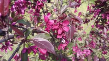 Kırmızı elma ağacı. Kırmızı elma çiçekleri. kırmızı bir elma ağacının dalları ve çiçekleri. Bahçedeki kırmızı yapraklı elma ağacının sulu kırmızı çiçekleri. Dekoratif bir uygulamanın dalında tomurcuklar