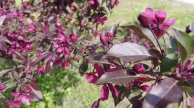 red apple tree. red apple flowers. branches and flowers of an apple tree of red color. Red juicy dense flowers of a decorative red-leaved apple tree in the garden. buds on a branch of a decorative app