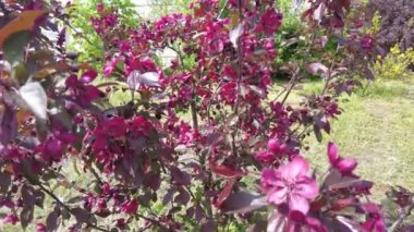 Kırmızı elma ağacı. Kırmızı elma çiçekleri. kırmızı bir elma ağacının dalları ve çiçekleri. Bahçedeki kırmızı yapraklı elma ağacının sulu kırmızı çiçekleri. Dekoratif bir uygulamanın dalında tomurcuklar