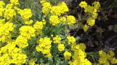 Sarı çiçek çalısı. çok küçük sarı çiçekler. Çiçek tarlasında bir çiçek çalısı. Ukrayna çiçekleri.