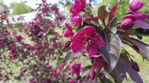 Red Apple Tree Red Apple Flowers Branches Flowers Apple Tree — Stockvideo