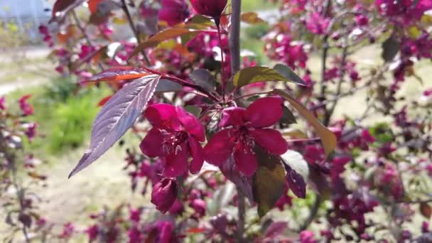 红苹果树 红苹果花 红颜色的苹果树的枝条和花朵 花园里装饰着红叶苹果树的红色多汁浓密的花朵 装饰应用程序的分支上的芽 — 图库视频影像