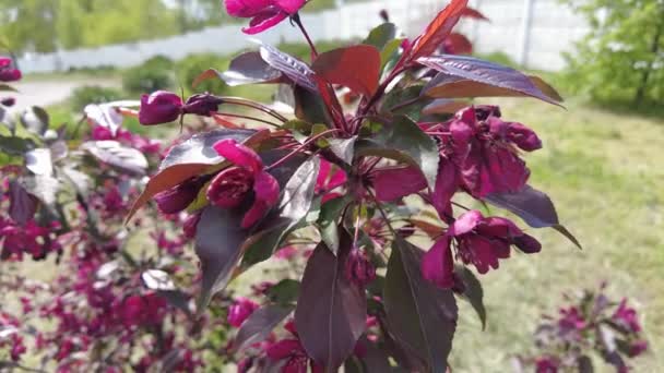 Red Apple Tree Red Apple Flowers Branches Flowers Apple Tree — Stockvideo