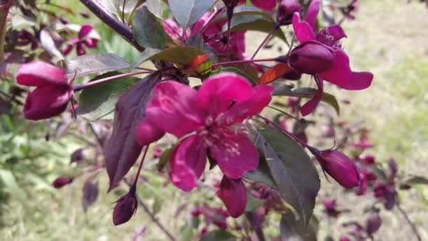 Red Apple Tree Red Apple Flowers Branches Flowers Apple Tree — Video