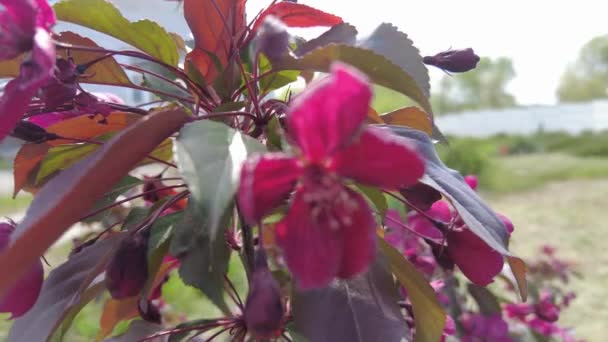 Vörös Almafa Vörös Almavirág Egy Vörös Színű Almafa Ágai Virágai — Stock videók