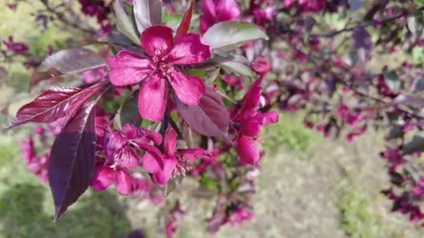 Red Apple Tree Red Apple Flowers Branches Flowers Apple Tree — Wideo stockowe