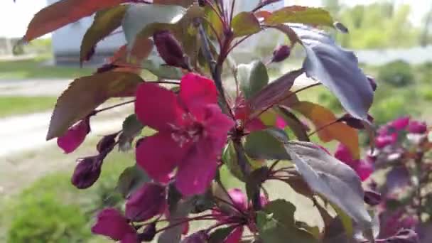 Rode Appelboom Rode Appelbloemen Takken Bloemen Van Een Appelboom Van — Stockvideo