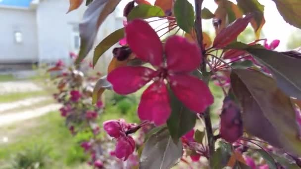 Rode Appelboom Rode Appelbloemen Takken Bloemen Van Een Appelboom Van — Stockvideo