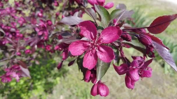 Pommier Rouge Fleurs Pomme Rouge Branches Fleurs Pommier Couleur Rouge — Video