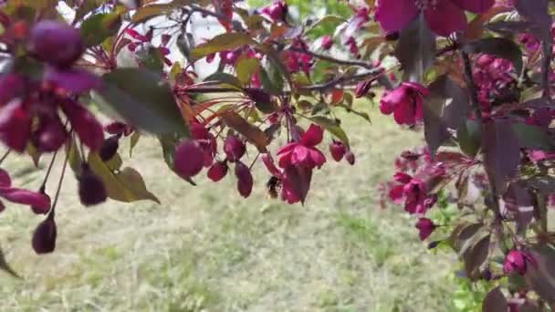 红苹果树 红苹果花 红颜色的苹果树的枝条和花朵 花园里装饰着红叶苹果树的红色多汁浓密的花朵 装饰应用程序的分支上的芽 — 图库视频影像