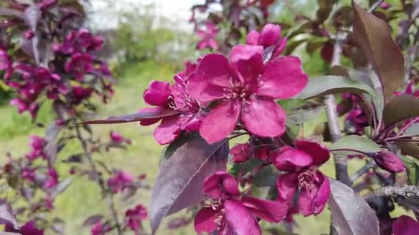 Red Apple Tree Red Apple Flowers Branches Flowers Apple Tree — Vídeos de Stock