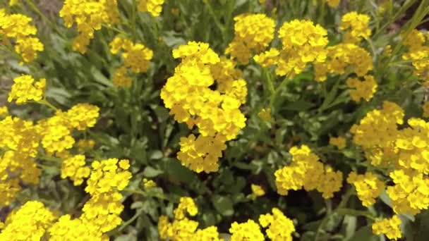 Кущ Жовтих Квітів Дуже Маленькі Жовті Квіти Кущ Квітів Квітковому — стокове відео