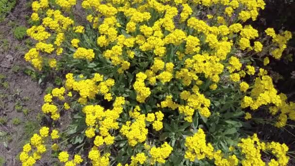 Bush Yellow Flowers Very Small Yellow Flowers Bush Flowers Flower — Stok video