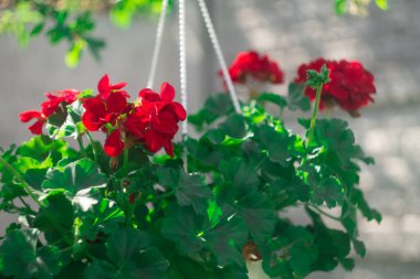 Tencerede kırmızı çiçekler. asma kabı ve kırmızı çiçek. pelargonium. Kavanozda kırmızı pelargonyum. Ukrayna bahar çiçekleri.