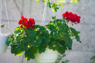 Tencerede kırmızı çiçekler. asma kabı ve kırmızı çiçek. pelargonium. Kavanozda kırmızı pelargonyum. Ukrayna bahar çiçekleri.