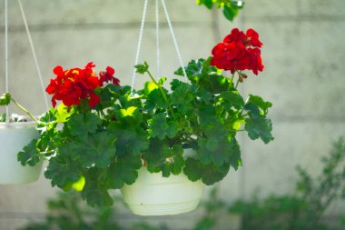 Tencerede kırmızı çiçekler. asma kabı ve kırmızı çiçek. pelargonium. Kavanozda kırmızı pelargonyum. Ukrayna bahar çiçekleri.
