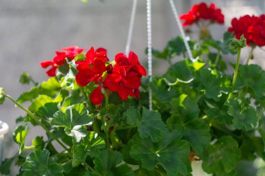 Tencerede kırmızı çiçekler. asma kabı ve kırmızı çiçek. pelargonium. Kavanozda kırmızı pelargonyum. Ukrayna bahar çiçekleri.
