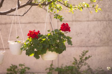 Tencerede kırmızı çiçekler. asma kabı ve kırmızı çiçek. pelargonium. Kavanozda kırmızı pelargonyum. Ukrayna bahar çiçekleri.