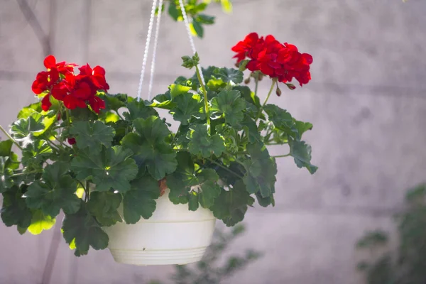 Tencerede kırmızı çiçekler. asma kabı ve kırmızı çiçek. pelargonium. Kavanozda kırmızı pelargonyum. Ukrayna bahar çiçekleri.