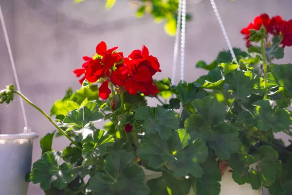 Tencerede kırmızı çiçekler. asma kabı ve kırmızı çiçek. pelargonium. Kavanozda kırmızı pelargonyum. Ukrayna bahar çiçekleri.