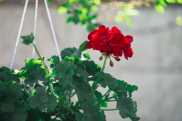 Tencerede kırmızı çiçekler. asma kabı ve kırmızı çiçek. pelargonium. Kavanozda kırmızı pelargonyum. Ukrayna bahar çiçekleri.