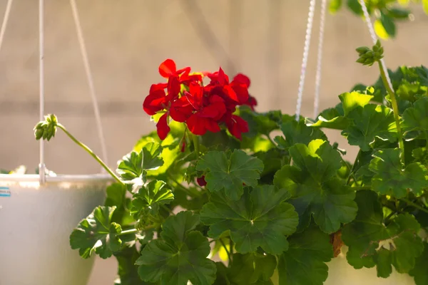 鍋の中の赤い花 ハンギングポットと赤い花 ペラルゴニウム 鍋に赤ペラルゴニウム ウクライナの春の花 — ストック写真