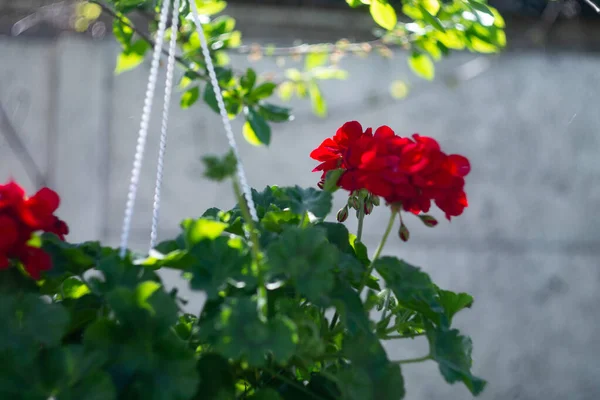 Tencerede kırmızı çiçekler. asma kabı ve kırmızı çiçek. pelargonium. Kavanozda kırmızı pelargonyum. Ukrayna bahar çiçekleri.