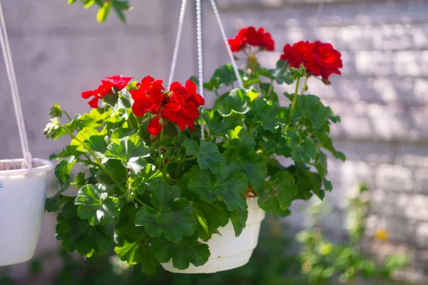 red flowers in a pot. hanging pot and red flower. pelargonium. red pelargonium in a pot. Ukrainian spring flowers.