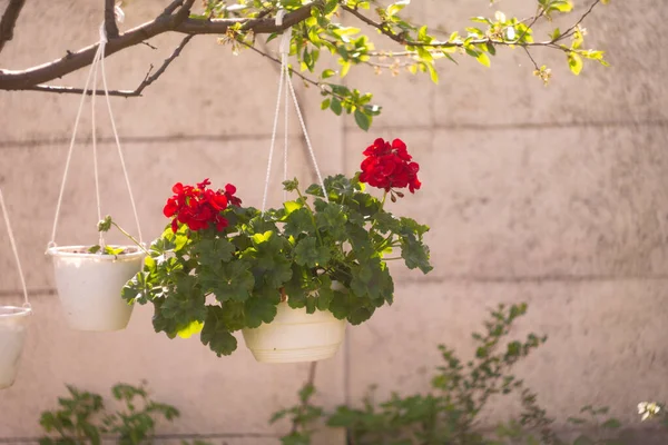 Tencerede kırmızı çiçekler. asma kabı ve kırmızı çiçek. pelargonium. Kavanozda kırmızı pelargonyum. Ukrayna bahar çiçekleri.