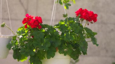 red flowers in a pot. hanging pot and red flower. pelargonium. red pelargonium in a pot.Ukrainian spring flowers.