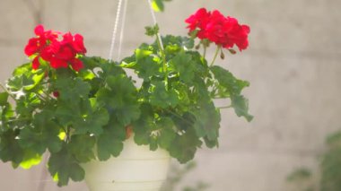 Tencerede kırmızı çiçekler. asma kabı ve kırmızı çiçek. pelargonium. Bir potada kırmızı pelargonyum. Ukrayna bahar çiçekleri..