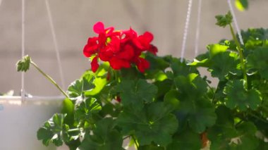 Tencerede kırmızı çiçekler. asma kabı ve kırmızı çiçek. pelargonium. Bir potada kırmızı pelargonyum. Ukrayna bahar çiçekleri..
