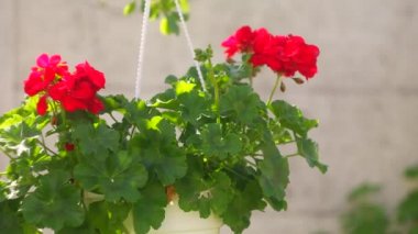 red flowers in a pot. hanging pot and red flower. pelargonium. red pelargonium in a pot.Ukrainian spring flowers.