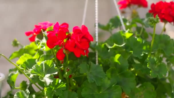red flowers in a pot. hanging pot and red flower. pelargonium. red pelargonium in a pot.Ukrainian spring flowers.