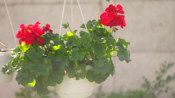 鍋の中の赤い花 ハンギングポットと赤い花 ペラルゴニウム ポットの赤いペラルゴニウム ウクライナの春の花 — ストック動画
