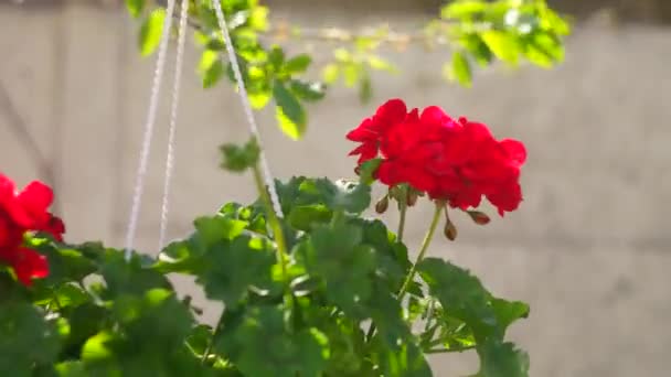 Červené Květiny Květináči Zavěšení Květináče Červené Květiny Pelargonium Červená Pelargonium — Stock video