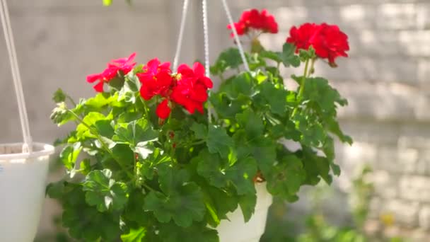 鍋の中の赤い花 ハンギングポットと赤い花 ペラルゴニウム ポットの赤いペラルゴニウム ウクライナの春の花 — ストック動画