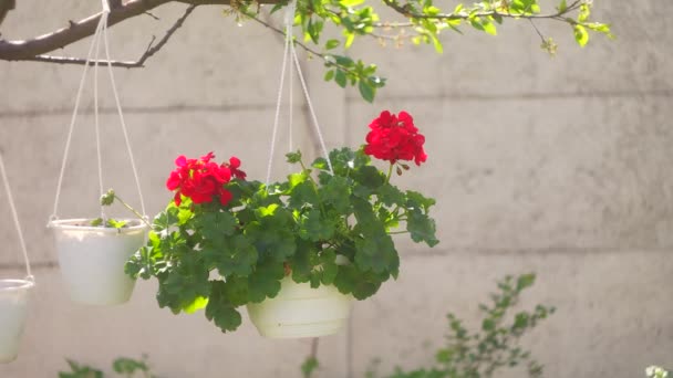 Červené Květiny Květináči Zavěšení Květináče Červené Květiny Pelargonium Červená Pelargonium — Stock video