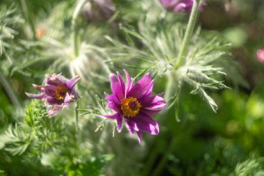 Ateş açıldı. Uyku otu. Yel değirmeni açık. Anemon patent alır. Pulsatilla patens. Ranunculaceae. Erken çiçekler. Kıllı çiçek. Ukrayna çiçekleri. Vahşi Bahar Çiçekleri Pulsatilla Patens.