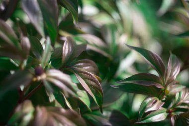 Yeşil şakayık yaprakları. Bitki yapraklarının arka planı. Yeşil şakayık gün batımında ayrılıyor. Genç şakayık baharın başında filizleniyor. Süs bitkisinin yeşil yapraklarının arka planı. Ukrayna çiçekleri.