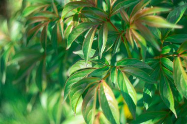 Yeşil şakayık yaprakları. Bitki yapraklarının arka planı. Yeşil şakayık gün batımında ayrılıyor. Genç şakayık baharın başında filizleniyor. Süs bitkisinin yeşil yapraklarının arka planı. Ukrayna çiçekleri.