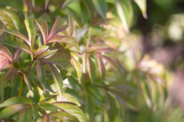 Yeşil şakayık yaprakları. Bitki yapraklarının arka planı. Yeşil şakayık gün batımında ayrılıyor. Genç şakayık baharın başında filizleniyor. Süs bitkisinin yeşil yapraklarının arka planı. Ukrayna çiçekleri.