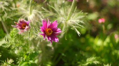 Ateş açıldı. Uyku otu. Yel değirmeni açık. Anemon patent alır. Pulsatilla patens. Ranunculaceae. Erken çiçekler. Kıllı çiçek. Ukrayna çiçekleri. Vahşi Bahar Çiçekleri Pulsatilla Patens.