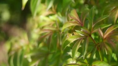 green peony leaves.Spring background of plant leaves. Green peony leaves at sunset. Young peony shoots in early spring. Background from green leaves of ornamental plant. Ukrainian flowers.