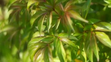 Yeşil şakayık yaprakları. Bitki yapraklarının arka planı. Yeşil şakayık gün batımında ayrılıyor. Genç şakayık baharın başında filizleniyor. Süs bitkisinin yeşil yapraklarının arka planı. Ukrayna çiçekleri.