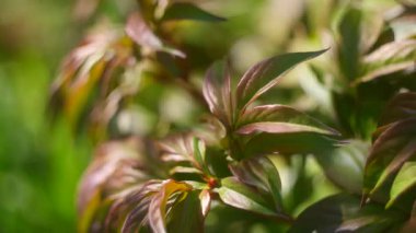 Yeşil şakayık yaprakları. Bitki yapraklarının arka planı. Yeşil şakayık gün batımında ayrılıyor. Genç şakayık baharın başında filizleniyor. Süs bitkisinin yeşil yapraklarının arka planı. Ukrayna çiçekleri.