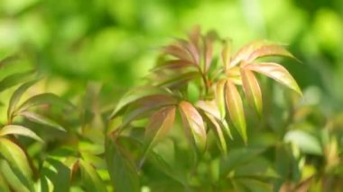 Yeşil şakayık yaprakları. Bitki yapraklarının arka planı. Yeşil şakayık gün batımında ayrılıyor. Genç şakayık baharın başında filizleniyor. Süs bitkisinin yeşil yapraklarının arka planı. Ukrayna çiçekleri.