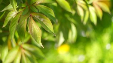 green peony leaves.Spring background of plant leaves. Green peony leaves at sunset. Young peony shoots in early spring. Background from green leaves of ornamental plant. Ukrainian flowers.