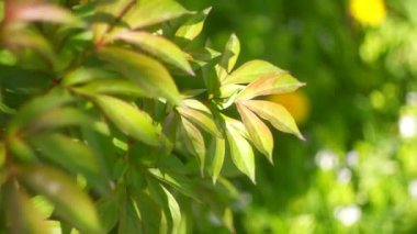 Yeşil şakayık yaprakları. Bitki yapraklarının arka planı. Yeşil şakayık gün batımında ayrılıyor. Genç şakayık baharın başında filizleniyor. Süs bitkisinin yeşil yapraklarının arka planı. Ukrayna çiçekleri.